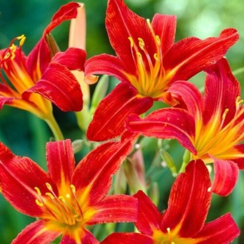 Лилейник гибридный Сэмми Рассел/Hemerocallis hybridа Sammy Russell  С3