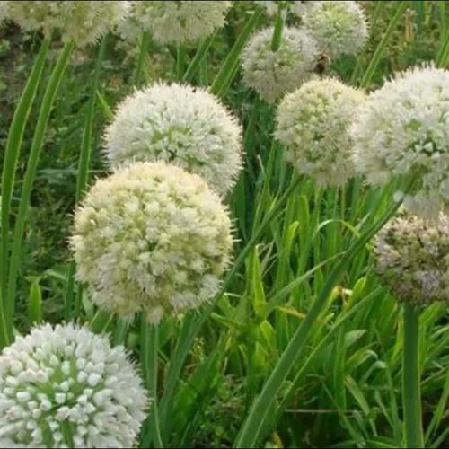 Лук-слизун (белый)/Allium nutans Р9
