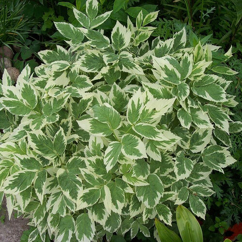 Сныть обыкновенная Вариегата/Aegopodium podagraria Variegata С3