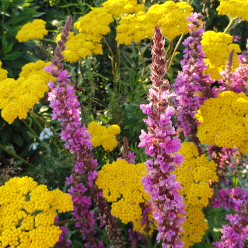 Тысячелистник таволговый Золотые Одежды/Achillea filipendulina Zolotie Odezhdi С3