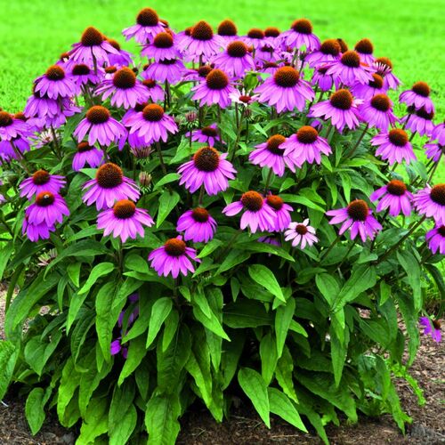 Эхинацея пурпурная Примадонна Розеа/Echinacea purpurea Primadonna Rosea С2