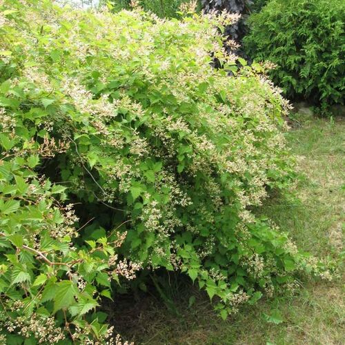 Стефанандра надрезаннолистная Танаки/Stephanandra incisa Тanakae 40-60 С7,5