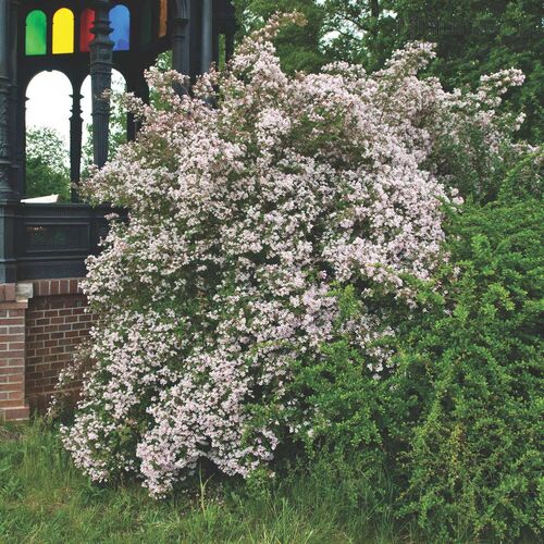 Кольквиция прелестная/Kolkwitzia amabilis 30-40 C5