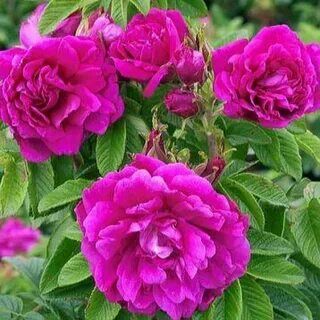 Роза Ругоза Ханса/Rosa Rugosa Hansa С4