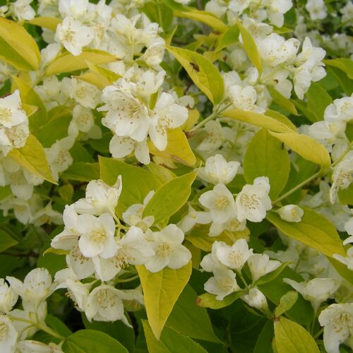 Чубушник венечный Аурея/Philadelphus coronarius Aureus 40-60 С7,5