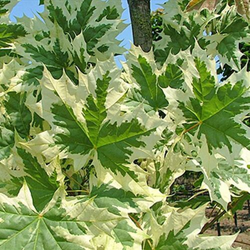 Клен остролистный Друмонди/Acer platanoides Drummondii 180-200 С10