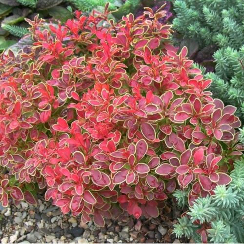 Барбарис Тунберга Адмирейшн/Berberis thunbergii Admiration 15-20 С3
