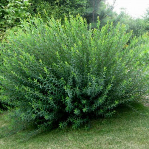 Ива пурпурная Маяк/Salix purpurea Mayak 80-100 С20