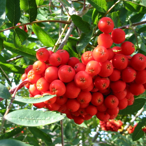 Рябина обыкновенная/Sorbus aucuparia 40-60 С10