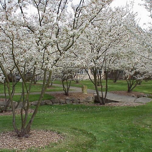 Ирга канадская (Ламарка) Рэйнбоу Пилар/Amelanchier canadensis (Lamarckii)Rainbow Pillar 140-150 C10