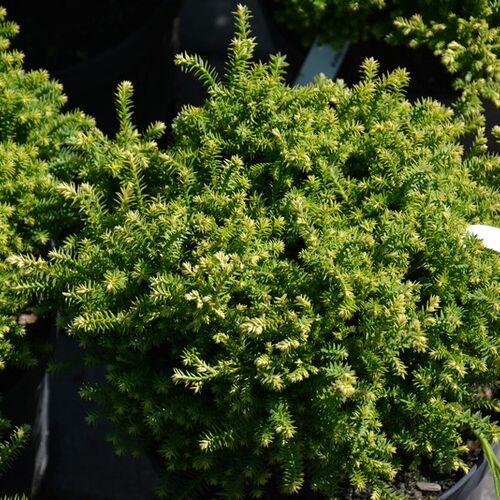 Кипарисовик горохоплодный Голдцверг/Chamaecyparis pisifera Goldzwerg 10-15 С2