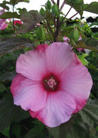 Гибискус гибридный Смолл Уандерс/Hibiscus hybridus Small Wonders С3