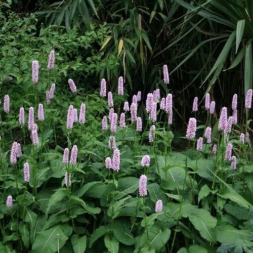 Горец змеиный Суперба/Persicaria bistorta Superba С3