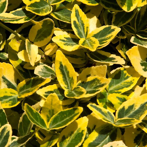 Бересклет Форчуна Эмеральд Голд/Euonymus fortunei Emerald Gold 20-40 C3