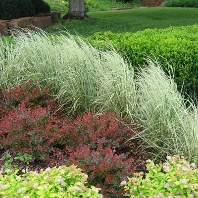 Вейник остроцветковый Овердам/Calamagrostis acutiflora Overdam С3