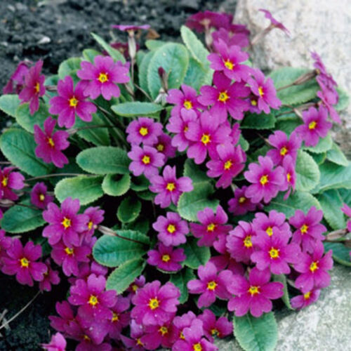 Примула Юлии Ванда/Primula juliae Wanda С3