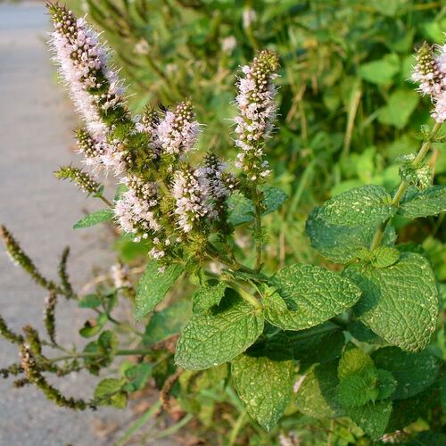 Мята душистая Микс/Mentha suaveolens Mix Р1,5