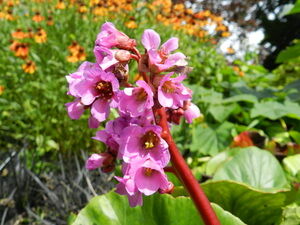 Бадан сердцелистный Пурпуреа/Bergenia cordifolia Purpurea С3