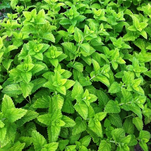 Мелисса лекарственная/Melissa officinalis Р1,5