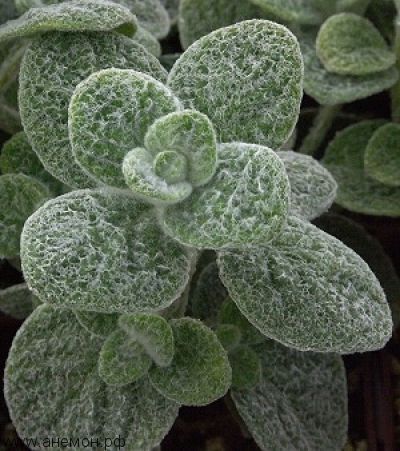 Душица обыкновенная Тедди/Origanum rotundifolium Teddy Р1,5