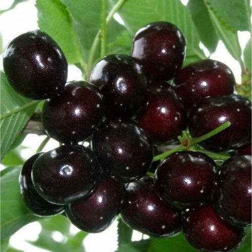 Черешня Мулатка С6