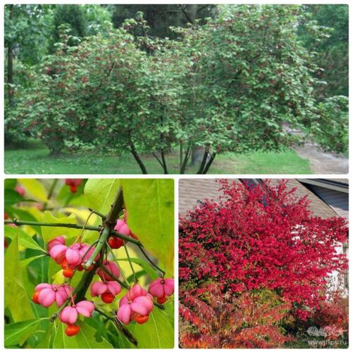 Бересклет европейский /Euonymus europaeus (М)