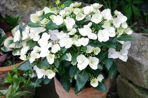 Гортензия гибридная Сбежавшая невеста/Hydrangea scandens Runaway Bride С5