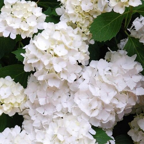 Гортензия крупнолистная Мадам Эмили Мулье/Hydrangea macrophylla Madame Emile Mouillere C7,5