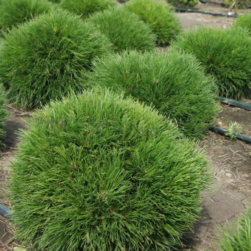 Сосна горная Варелла/Pinus mugo Varella 20-25 С2