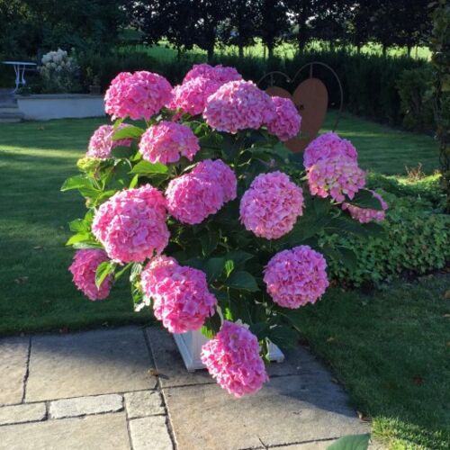 Гортензия крупнолистная Бэль Седьюшн/Hydrangea macrophylla Belle Seduction С3
