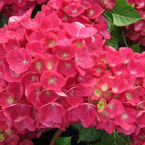 Гортензия крупнолистная Дорис/Hydrangea macrophylla Doris С3