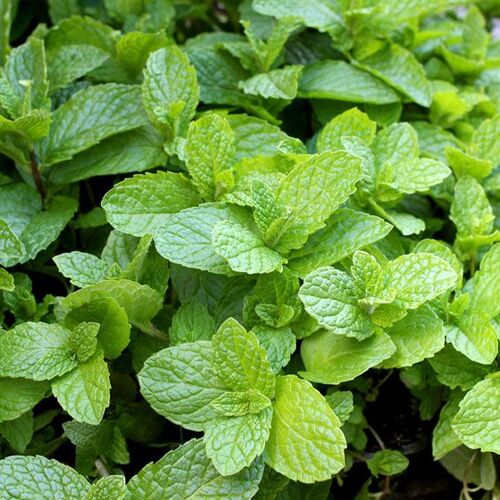 Мята японская Мохито Минц/Mentha Japanische Mojito Minze 