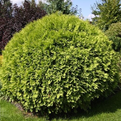 Туя западная Селена/Thuja occidentalis Selena 20-30 С2
