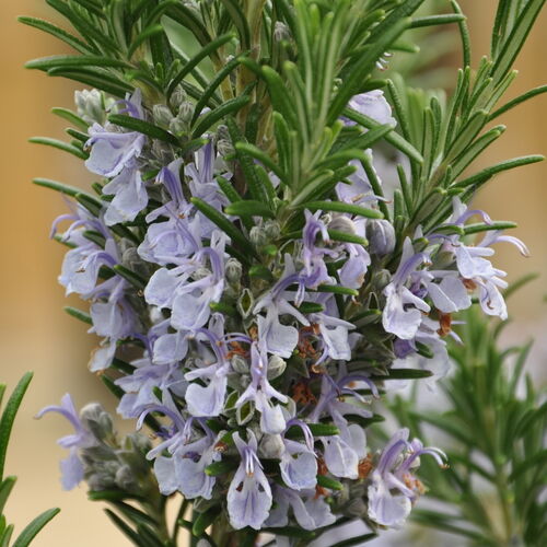 Розмарин лекарственный Ривьера Компакт/Rosmarinus officinalis Riviera Compact Р1,5