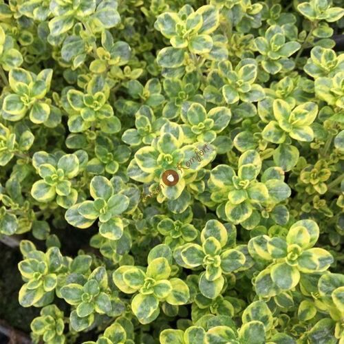 Тимьян лимоннопахнущий Замбези/Thymus citriodorus Sambesi Р1,5