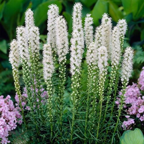 Лиатрис колосковый Альба/Liatris spicata Alba Р2