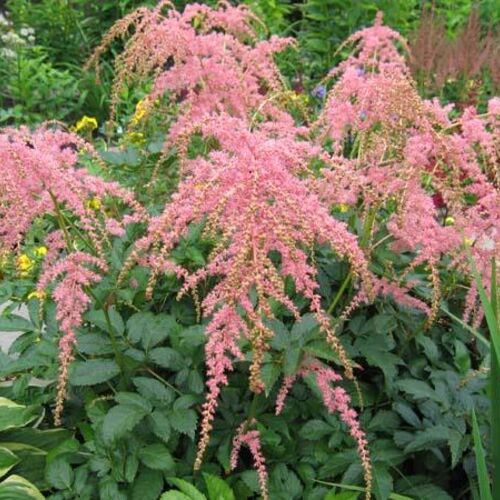 Астильба Тунберга Страуссенфедер/Astilbe Thunbergii Straussenfeder Р1,5