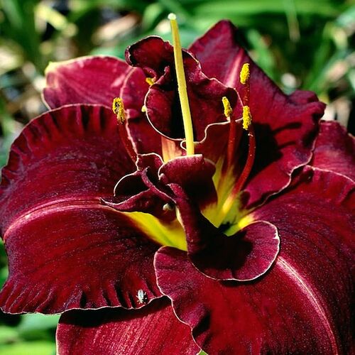Лилейник гибридный Дабл Рэд Роял/Hemerocallis hybridа Double Red Royal Р1,5