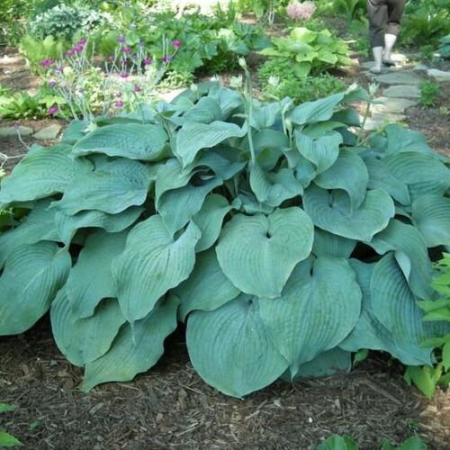 Хоста гибридная Блю Маммос/Hosta hybrid Blue Mammoth Р1,5