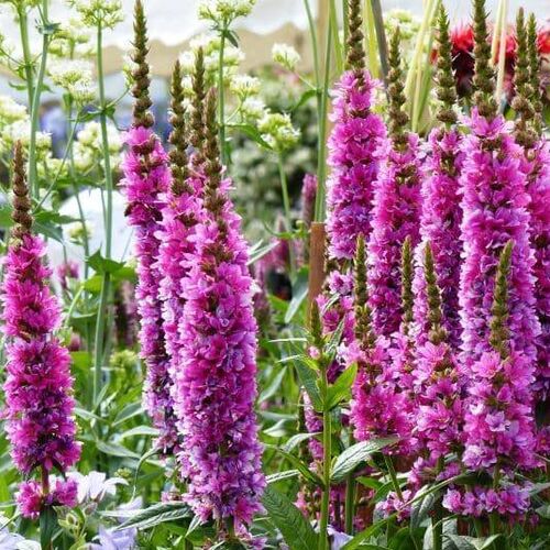 Дербенник иволистный Розовый Жемчуг/Lythrum salicaria Rosy gem С3