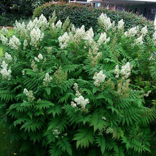Рябинник рябинолистный/Sorbaria sorbifolia 80-100 C10