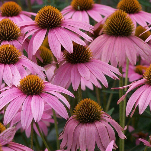 Рудбекия Пурпурная Розовая/Rudbeckia Рurple Рink С3