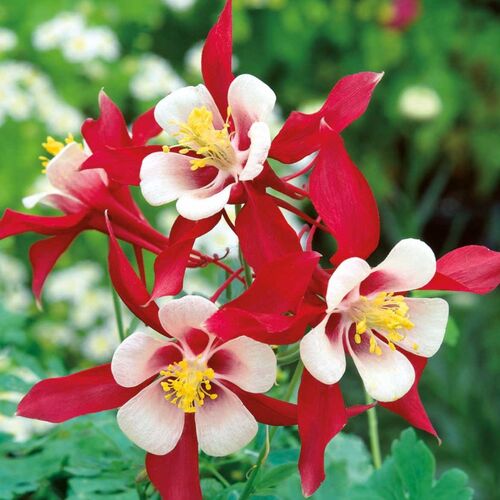 Аквилегия гибридная Красная Звезда/Aquilegia hybrida Rubrum Stella С3