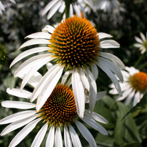 Рудбекия Пурпурная Белая лебедь/Rudbeckia Рurple Сygne blanc С3