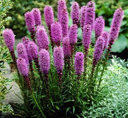 Лиатрис колосковый Пикадор/Liatris spicata Picador С3