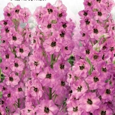 Дельфиниум культурный Талисман/Delphinium cultorum Тerque С3