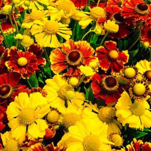 Гелениум осенний Огонь Любви/Helenium autumnale l ' incendio di amore С3