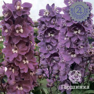 Дельфиниум высокий Меджик Фонтейн Черри Блоссом Вайт Би/Delphinium elatum Magic Fountains С3