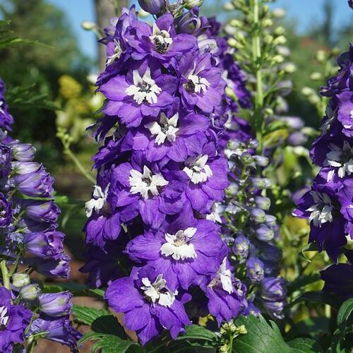 Дельфиниум высокий Меджик Фонтейн Дарк Блю Вайт Би/Delphinium elatum Magic Fountains С3