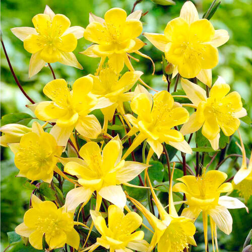Аквилегия гибридная Желтый кристалл/Aquilegia hybrida Сrystallus Flavus С3